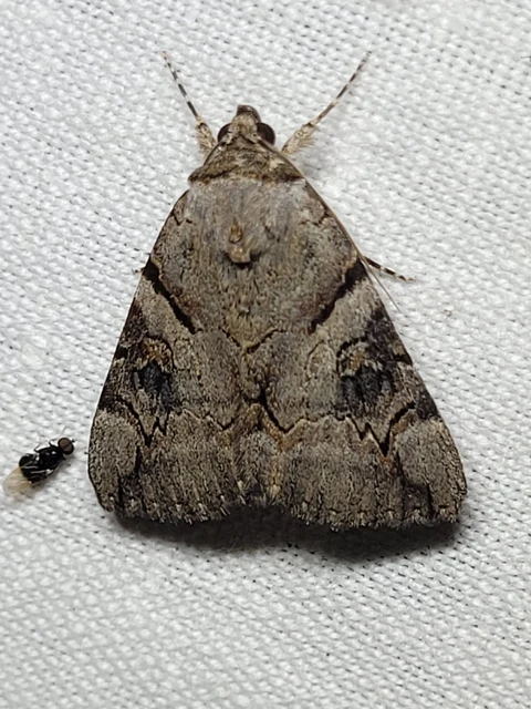 Catocala hymenaea - kökény-övesbagoly
