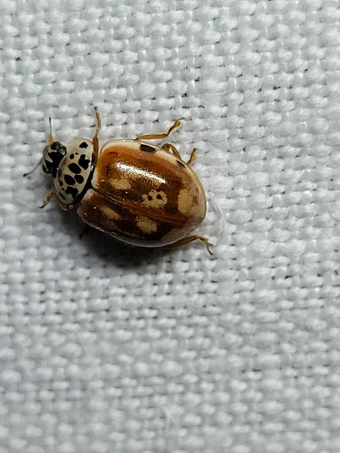 Harmonia quadripunctata - négypettyes katica