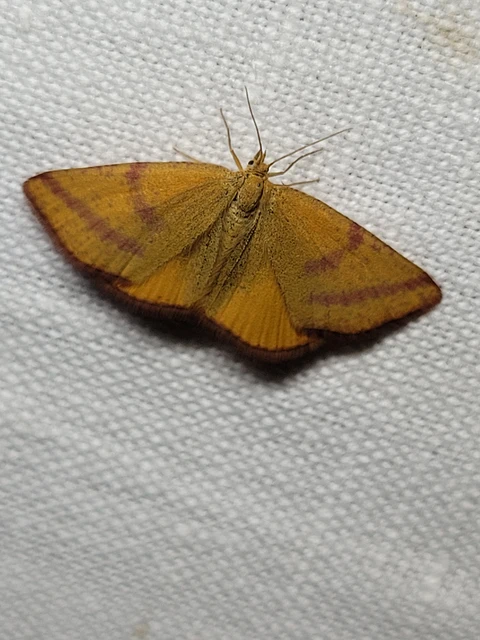 Lythria purpuraria - bíborsávos araszoló