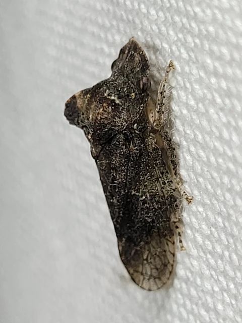 Ledra aurita - füleskabóca