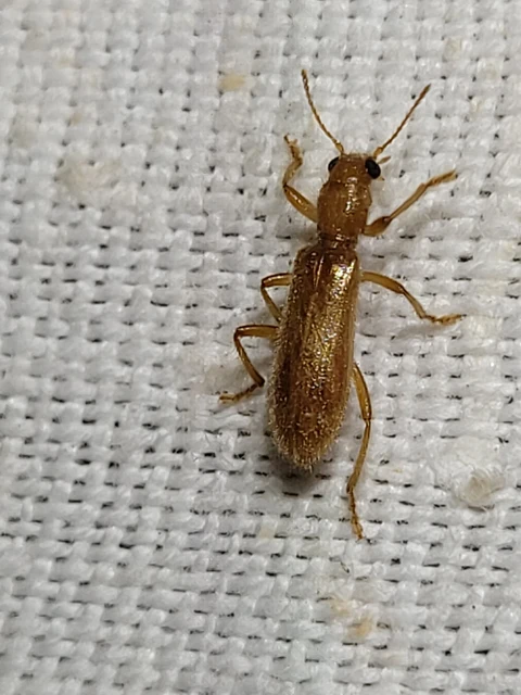 Opilo pallidus - sárga szúfarkas