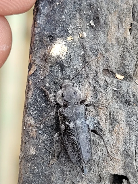 Hylotrupes bajulus - házicincér
