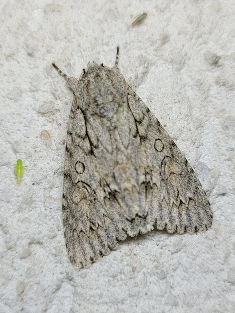 Acronicta aceris - vadgesztenye-szigonyosbagoly