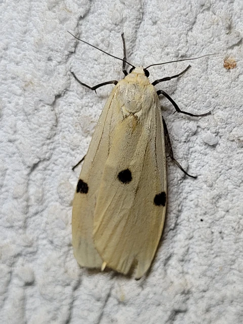 Lithosia quadra - négypettyes zuzmószövő