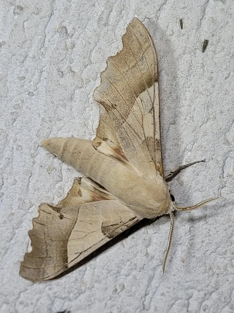 Marumba quercus - tölgyfaszender