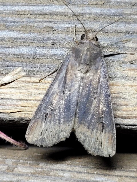 Agrotis ipsilon - nagy földibagoly