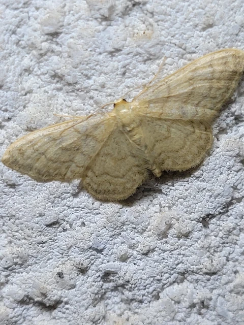 Idaea dilutaria - napvirág-apróaraszoló