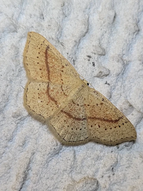 Cyclophora quercimontaria - tölgy-pettyesaraszoló