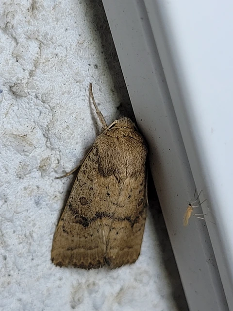 Hoplodrina octogenaria - barna selymesbagoly