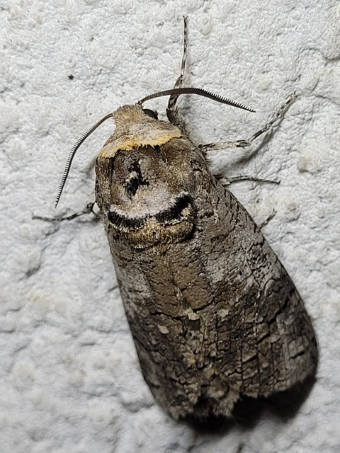Cossus cossus - fűzfarontólepke