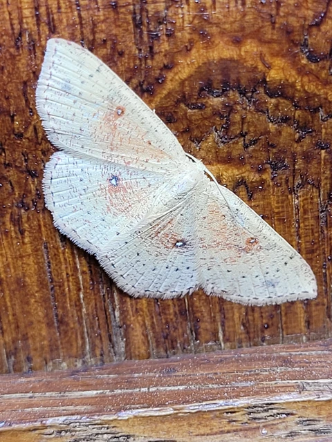 Cyclophora porata - körös pettyesaraszoló