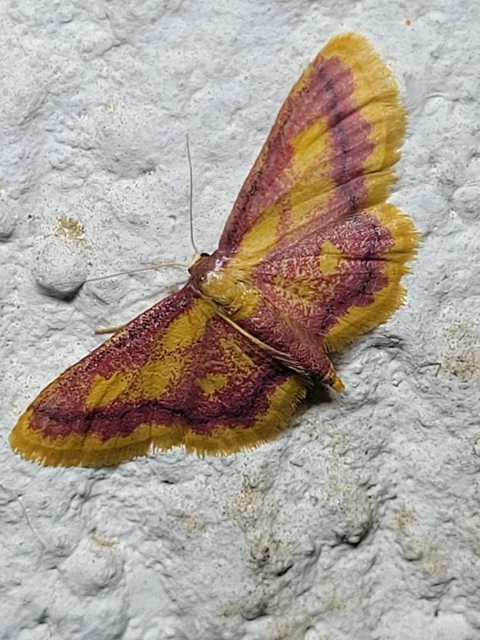 Idaea muricata - mocsári pirosaraszoló