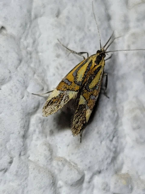 Alabonia staintoniella - hárfajegyű díszmoly
