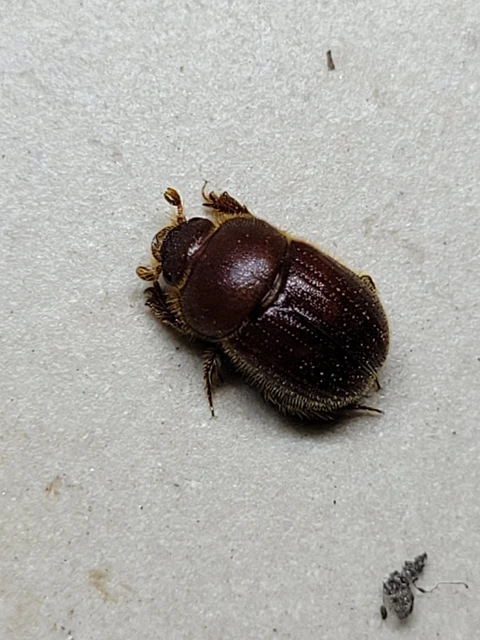 Ochodaeus chrysomeloides - alkonyati homoktúróbogár Ochodaeus chrysomeloides - alkonyati homoktúróbogár