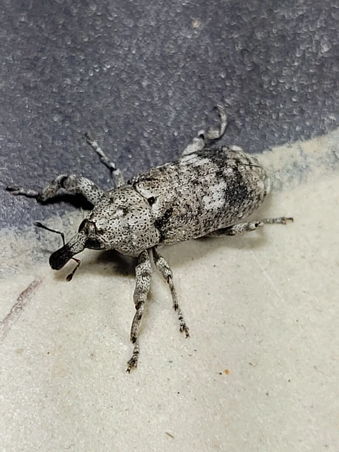 Gasterocercus depressirostris - laposorrú ormányos