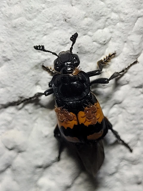 Nicrophorus vespilloides - feketecsápú temetőbogár