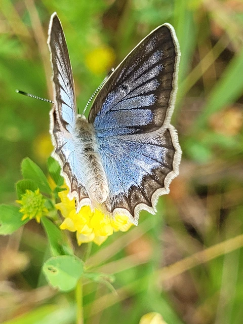 Polyommatus daphnis - csipkés boglárka