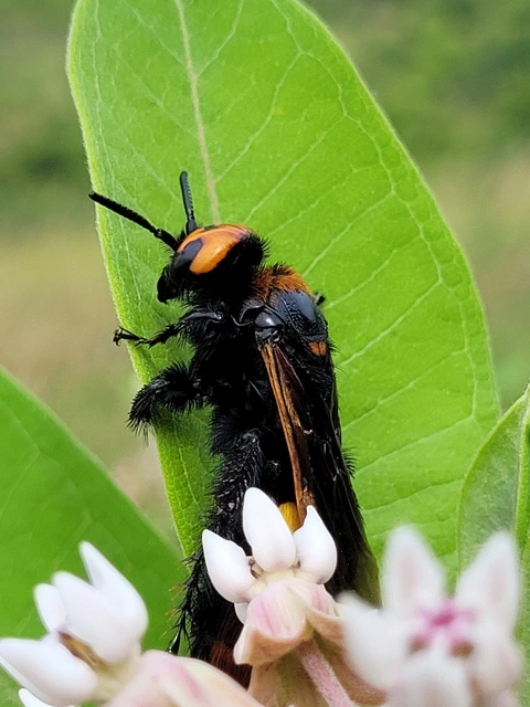 Megascolia maculata - óriás-tőrösdarázs