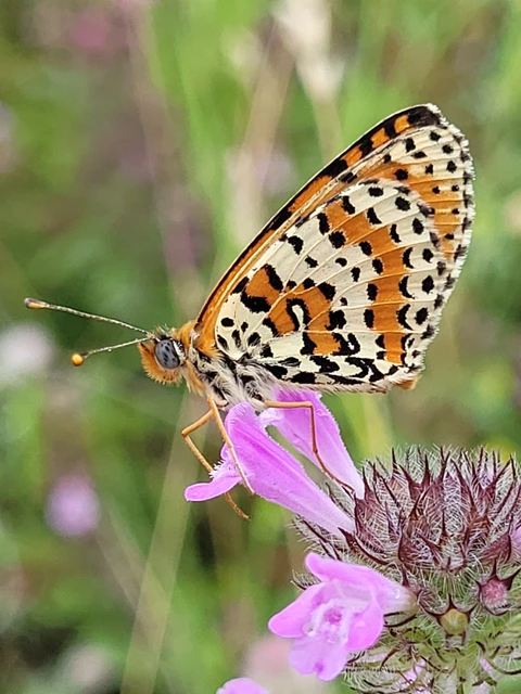 Melitaea didyma - tüzes tarkalepke