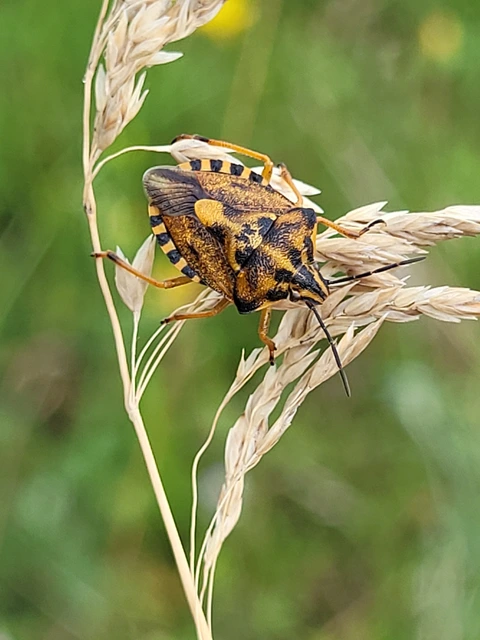 Carpocoris Carpocoris