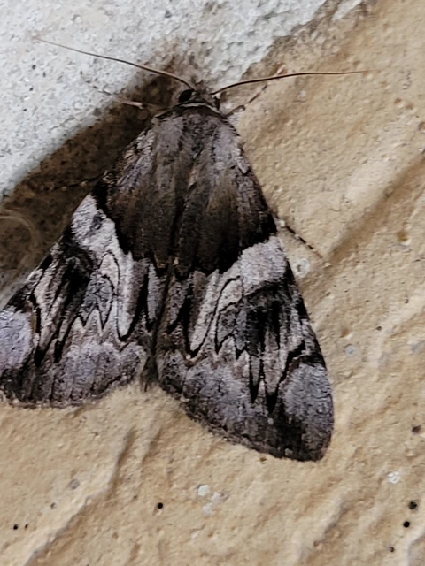 Catocala fulminea - galagonya-övesbagoly