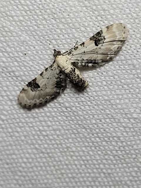 Eupithecia centaureata - búzavirág-törpearaszoló