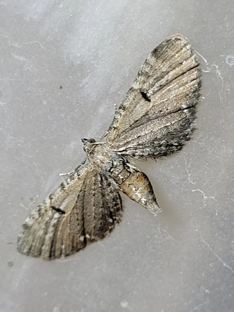 Eupithecia absinthiata - üröm-törpearaszoló