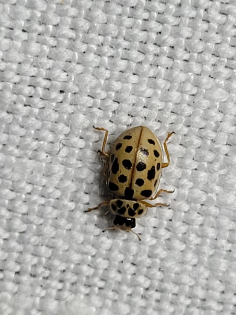 Anisosticta novemdecimpunctata - tizenkilencpettyes katica