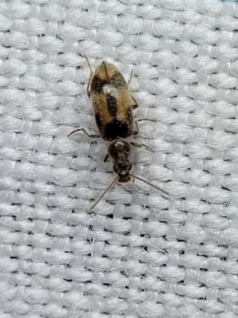 Notoxus appendicinus - déli nyakszarvúbogár