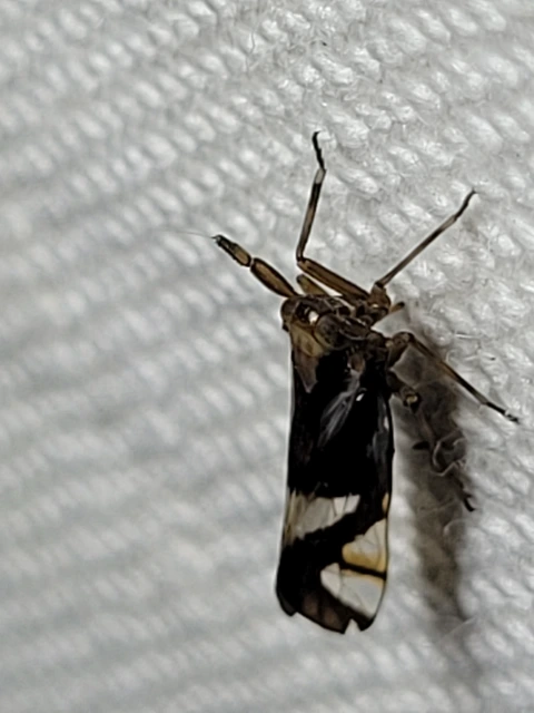 Delphax crassicornis
