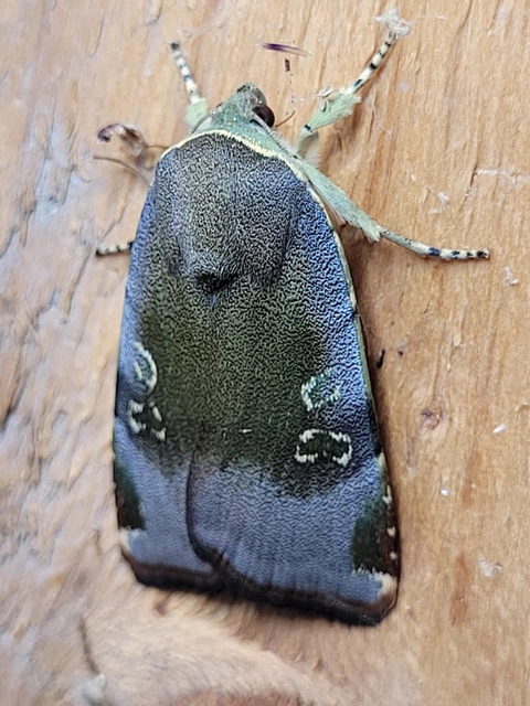 Noctua janthe/janthina