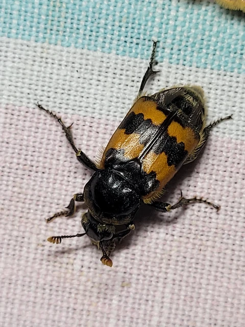 Nicrophorus vespillo - közönséges temetőbogár