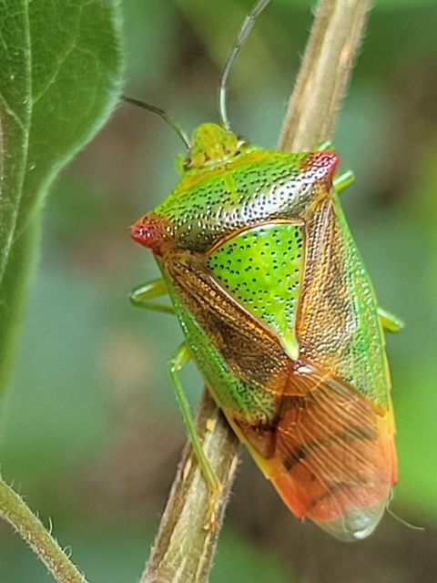 Acanthosoma haemorrhoidale - nagy dajkapoloska Acanthosoma haemorrhoidale - nagy dajkapoloska