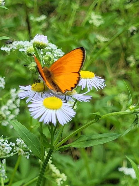 Lycaena virgaureae - arany-tűzlepke