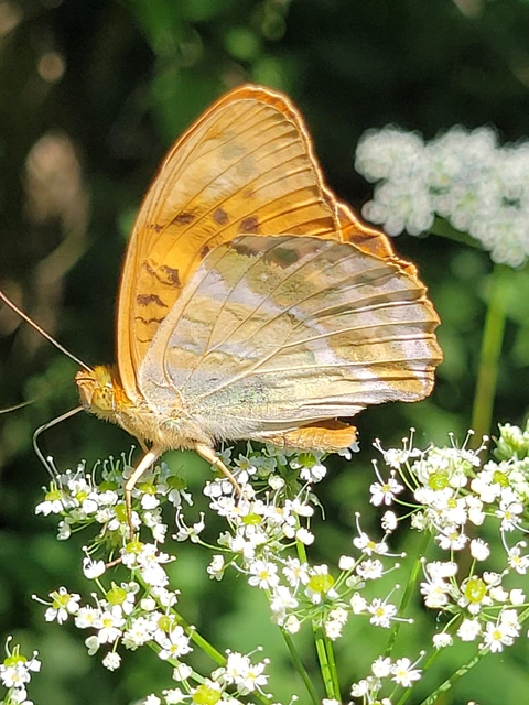 Argynnis paphia - nagy gyöngyházlepke
