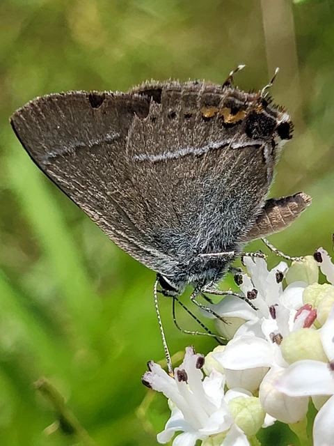 Satyrium spini - kökény-csücsköslepke