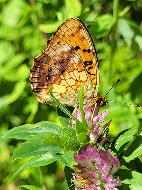 Brenthis daphne - málna-gyöngyházlepke