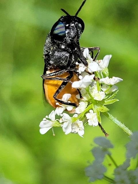 Odontomyia