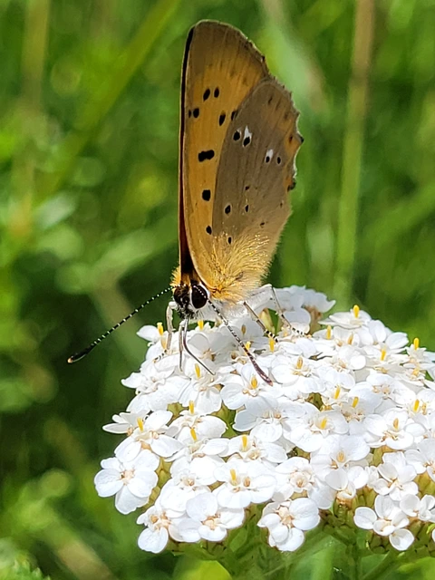 Lycaena virgaureae - arany-tűzlepke