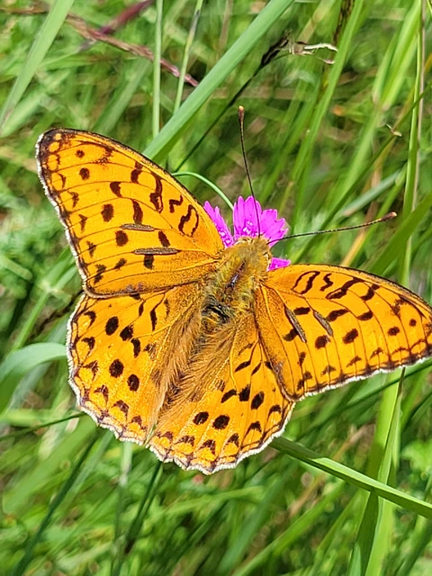 Argynnis adippe - ezüstös gyöngyházlepke