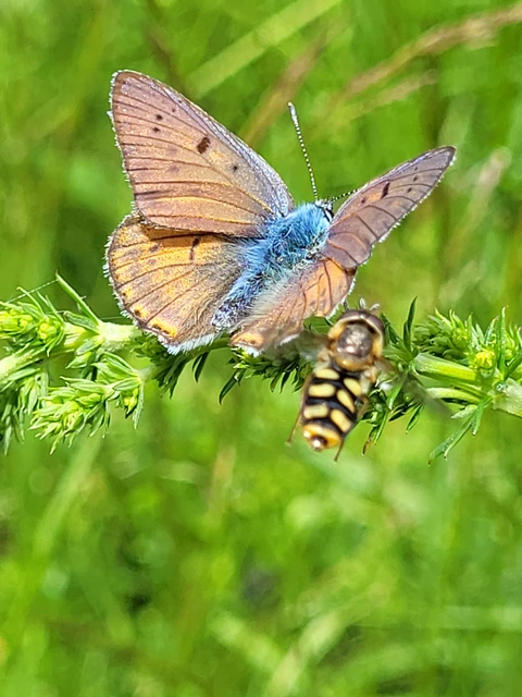 Lycaena alciphron - ibolyás tűzlepke