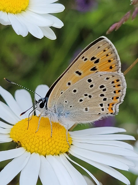 Lycaena alciphron - ibolyás tűzlepke