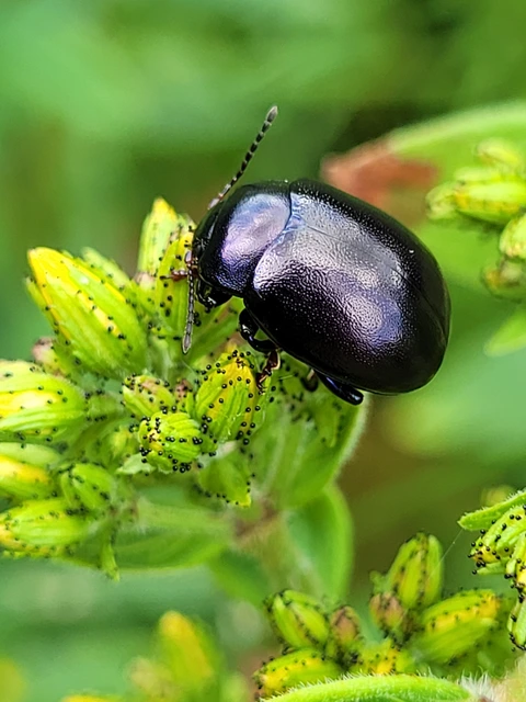 Chrysolina sturmi - vöröslábú levelész