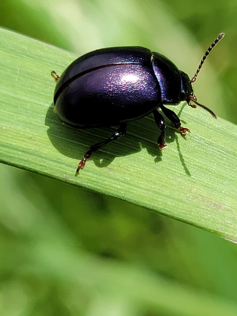 Chrysolina sturmi - vöröslábú levelész