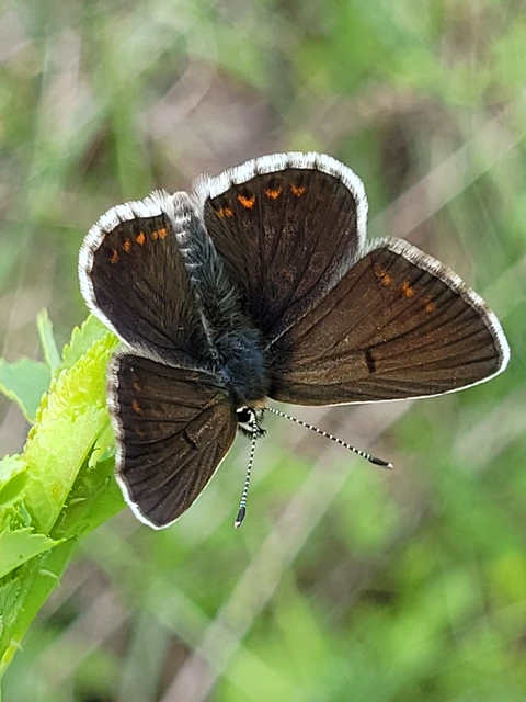 Aricia artaxerxes issekutzi - bükki szerecsenboglárka