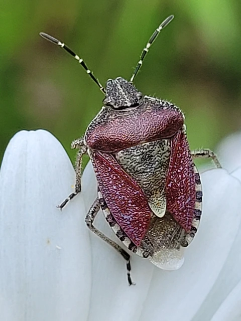 Dolycoris baccarum - közönséges bogyómászó-poloska Dolycoris baccarum - közönséges bogyómászó-poloska