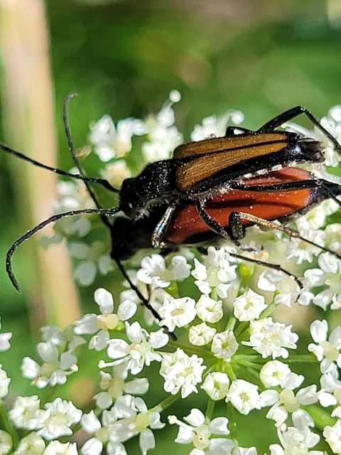 Anastrangalia dubia - feketeszélű virágcincér