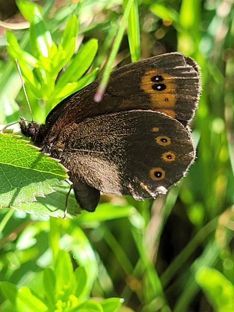 Erebia medusa - tavaszi szerecsenlepke