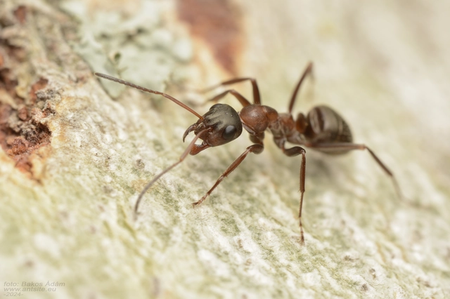 Formica rufibarbis - vörös rabszolgahangya