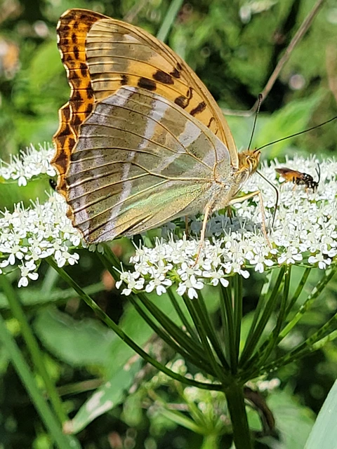 Argynnis paphia - nagy gyöngyházlepke